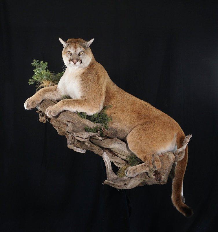 Photo 171 - Mountain Lion Life Size