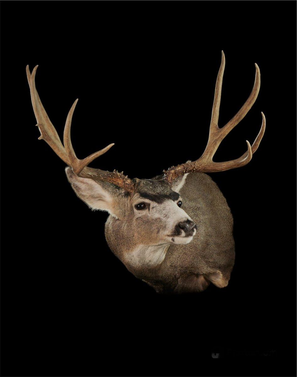 Photo 173 - Mule Deer Shoulder Mount