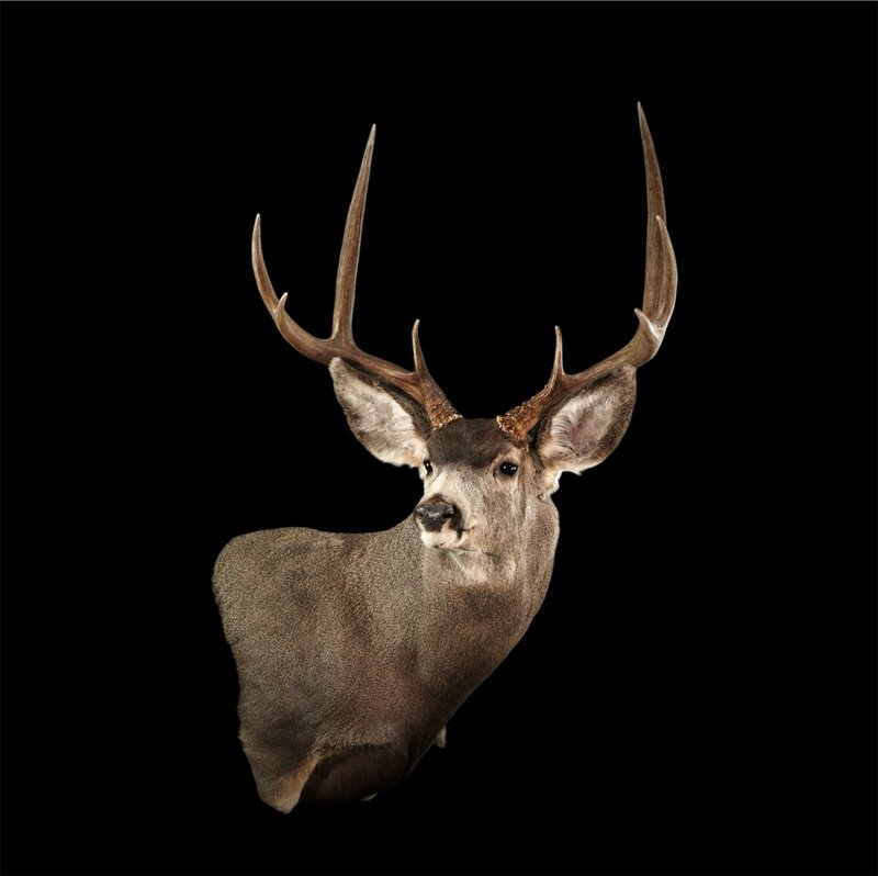 Photo 176 - Mule Deer Wall Pedestal