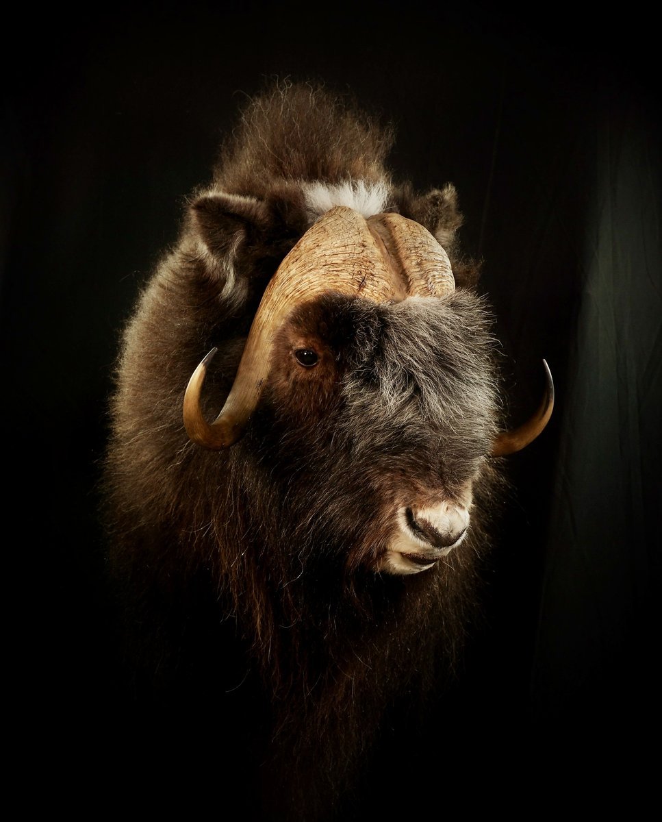 Photo 177 - Muskox Shoulder Mount
