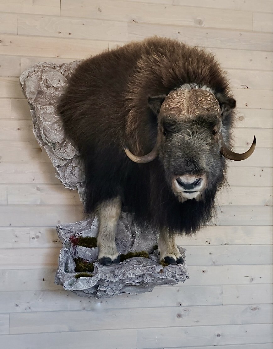 Photo 178 - Muskox 1/2 Life Size