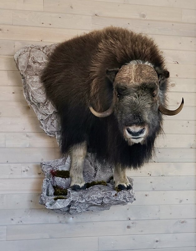Photo 178 - Muskox 1/2 Life Size