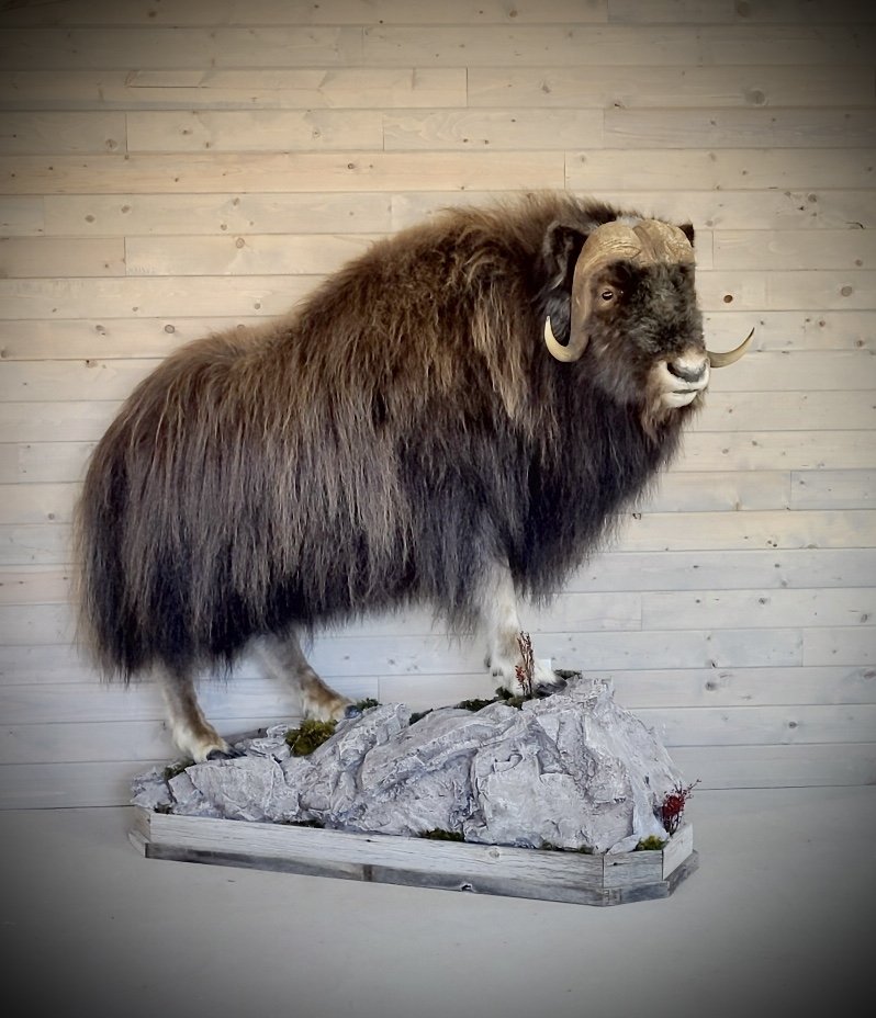 Photo 179 - Life Size Muskox