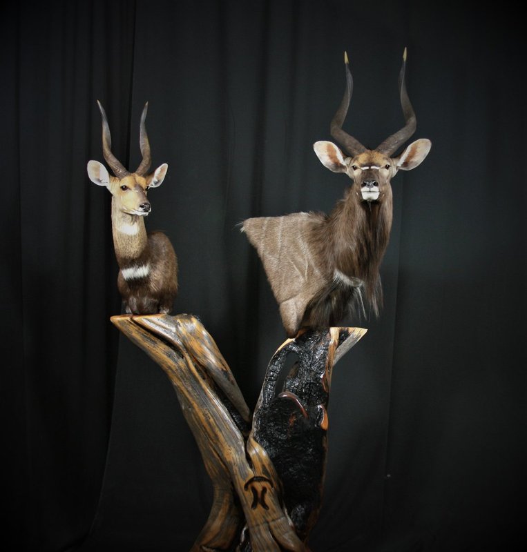 Photo 180 - Africa Pedestal
