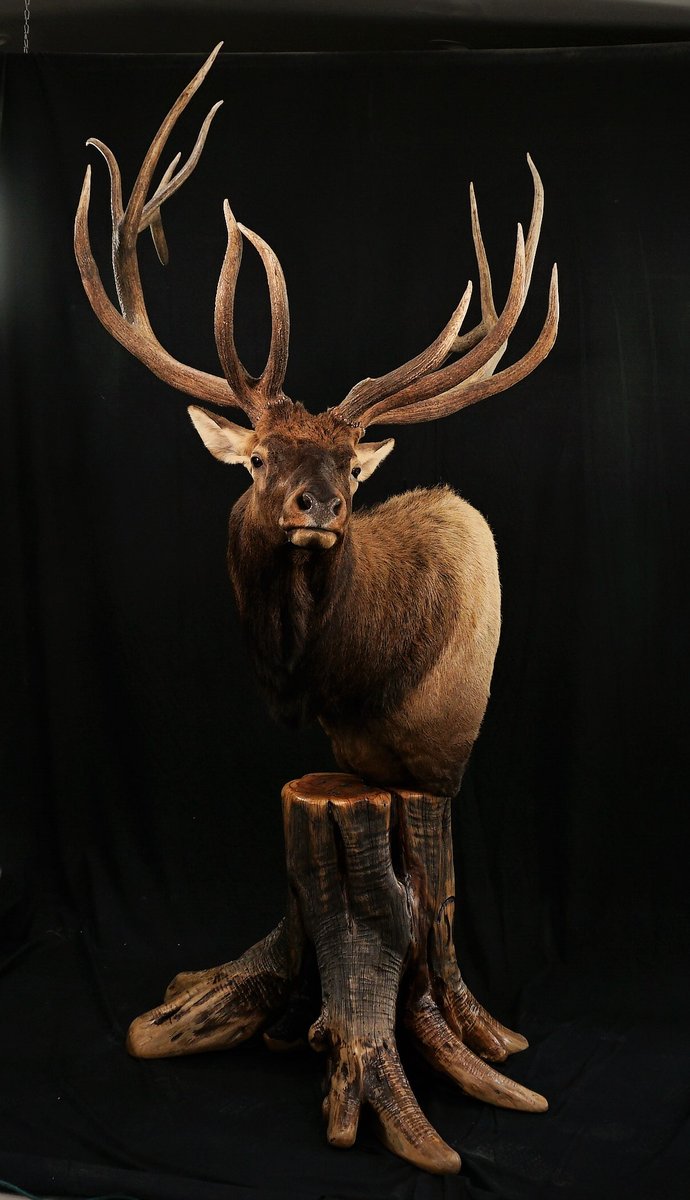 Photo 184 - Elk Pedestal