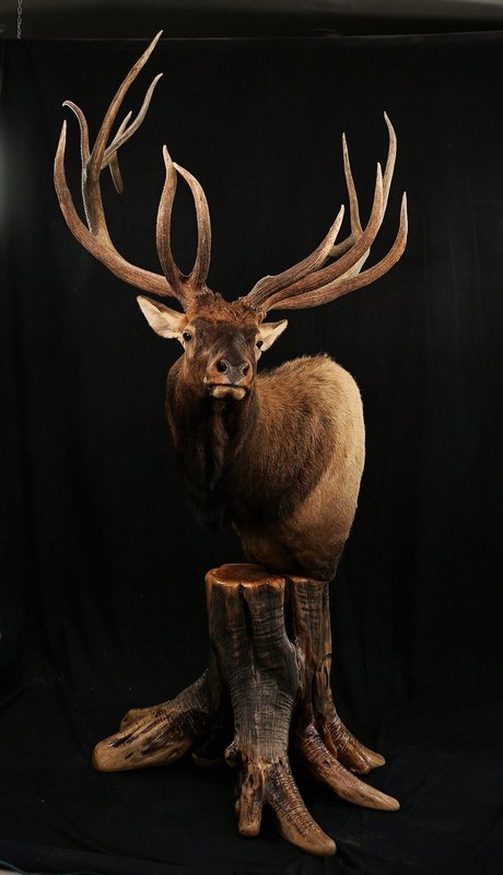 Photo 184 - Elk Pedestal