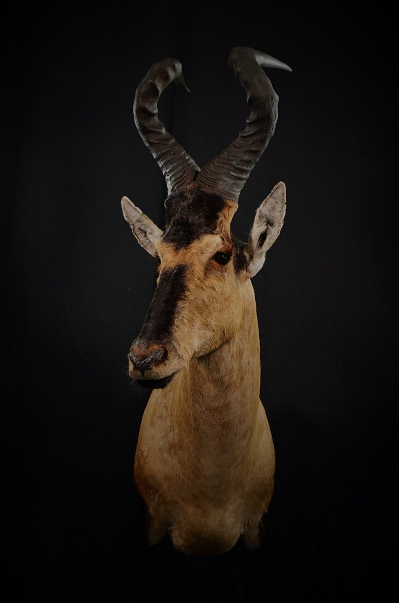 Photo 185 - Red Hartebeest