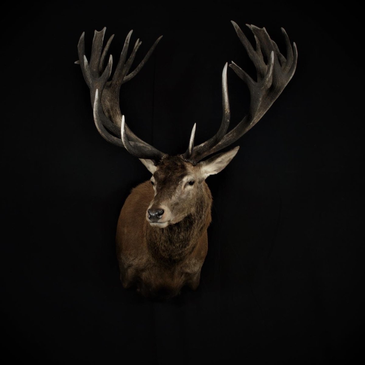 Photo 186 - Red Stag Shoulder Mount