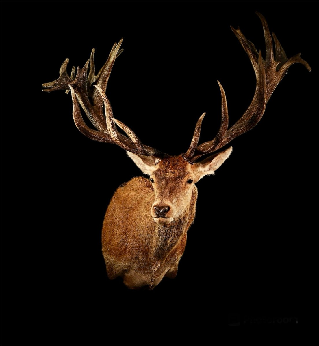 Photo 187 - Red Stag Shoulder Mount