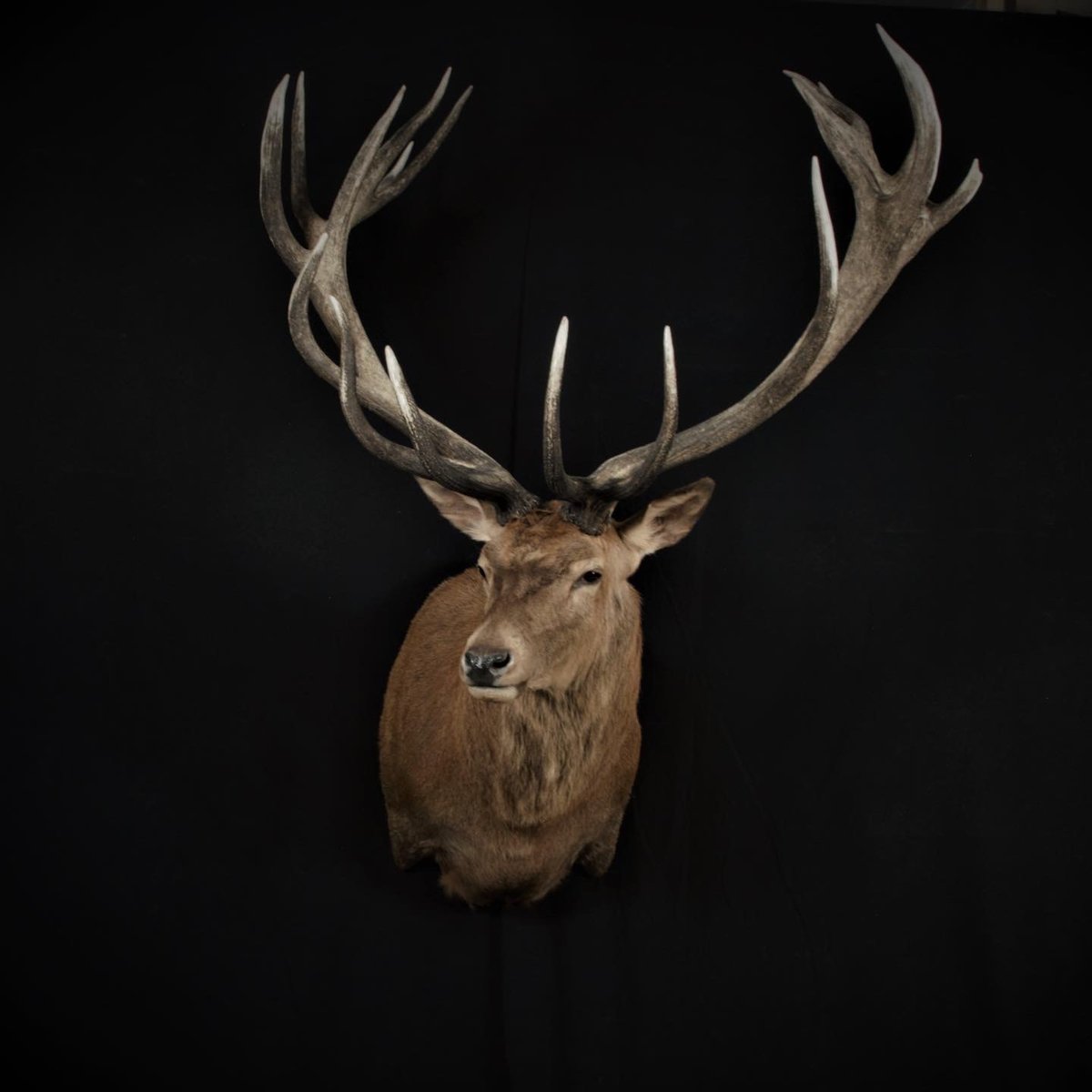 Photo 188 - Red Stag Shoulder Mount