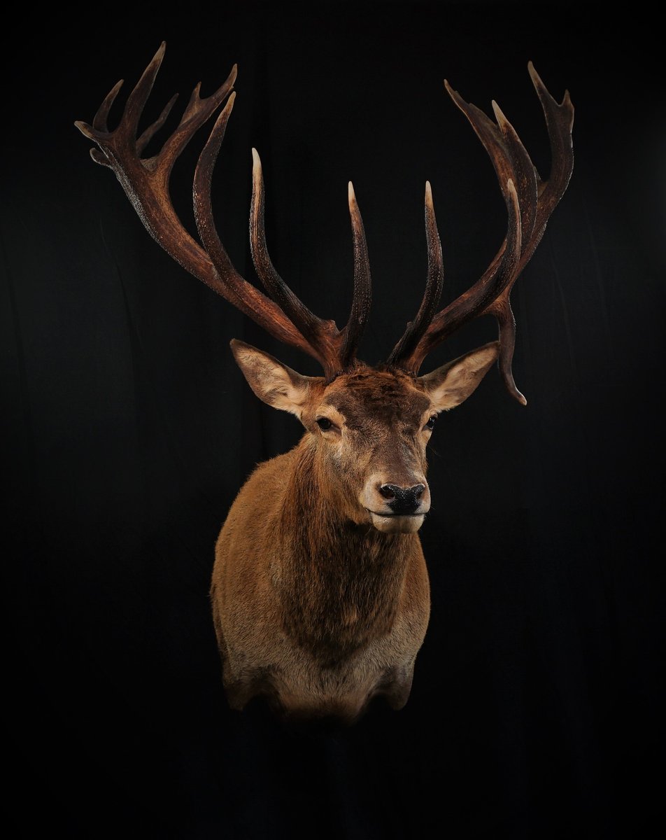 Photo 189 - Red Stag Shoulder Mount