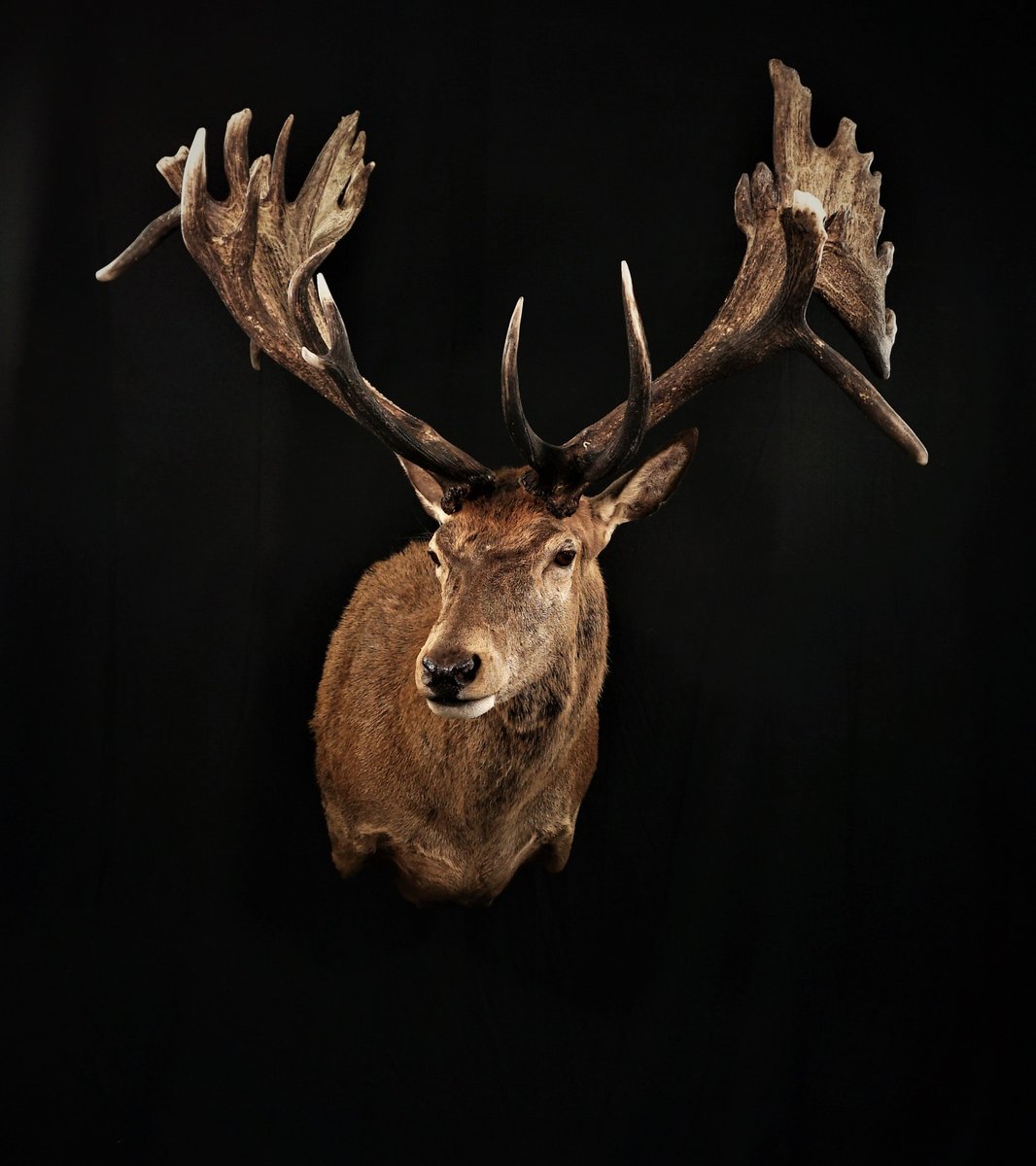 Photo 190 - Red Stag Shoulder Mount