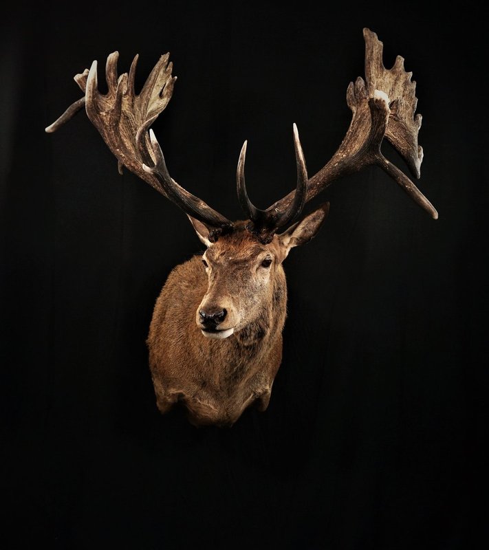 Photo 190 - Red Stag Shoulder Mount