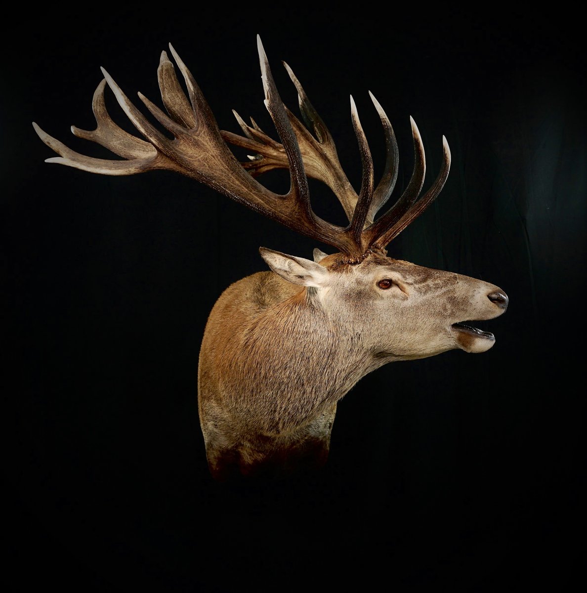 Photo 191 - Red Stag Shoulder Mount