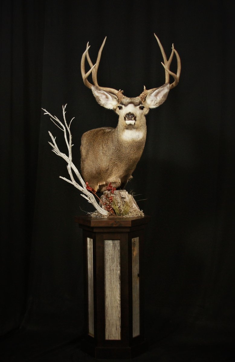 Photo 192 - Mule Deer Pedestal