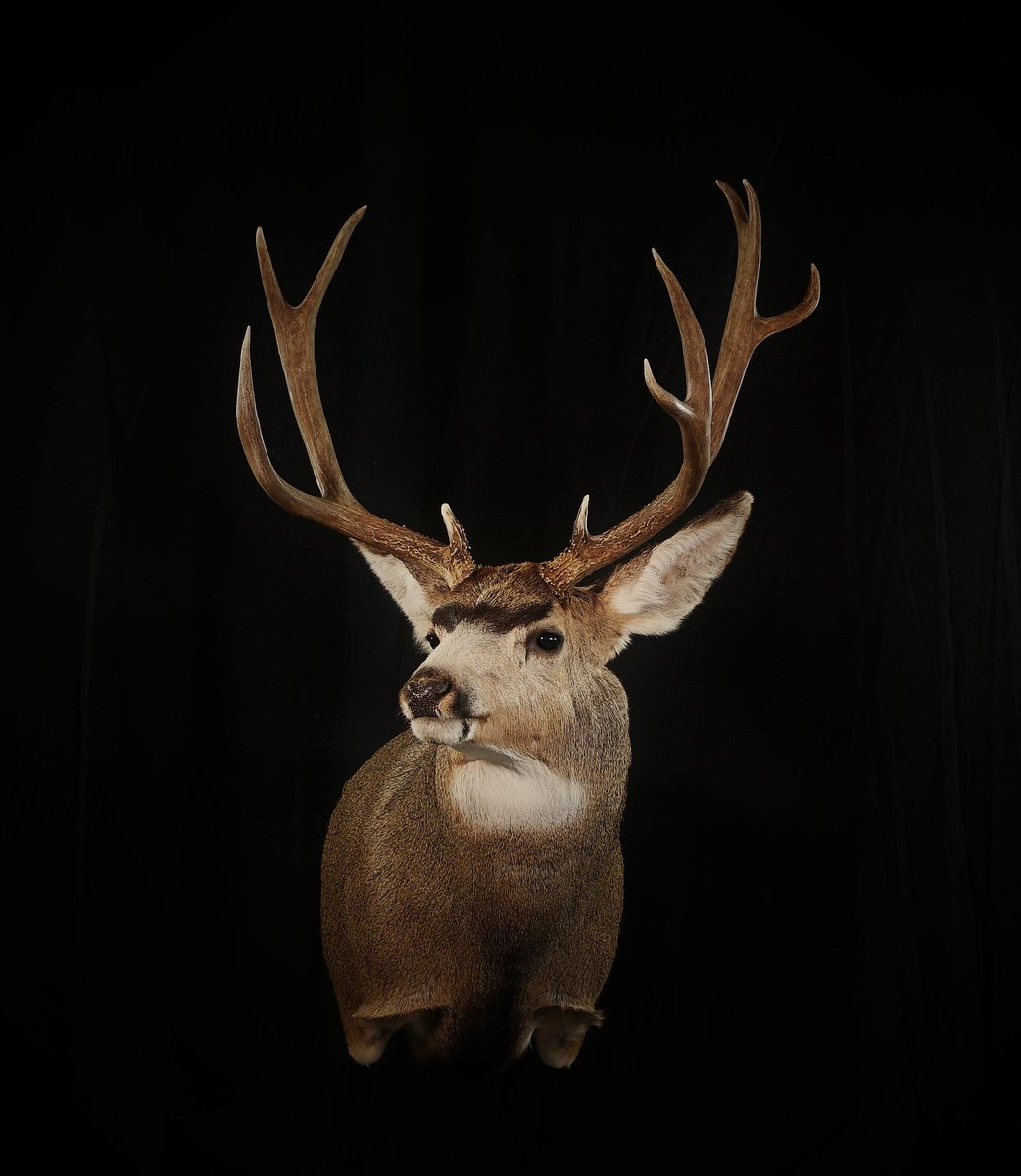 Photo 195 - Mule Deer Shoulder Mount