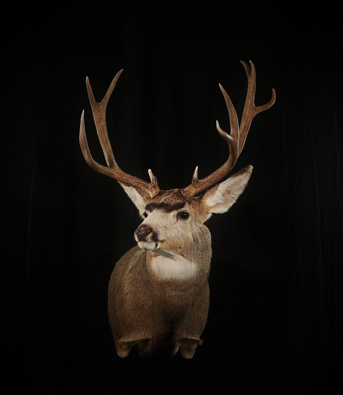 Photo 195 - Mule Deer Shoulder Mount