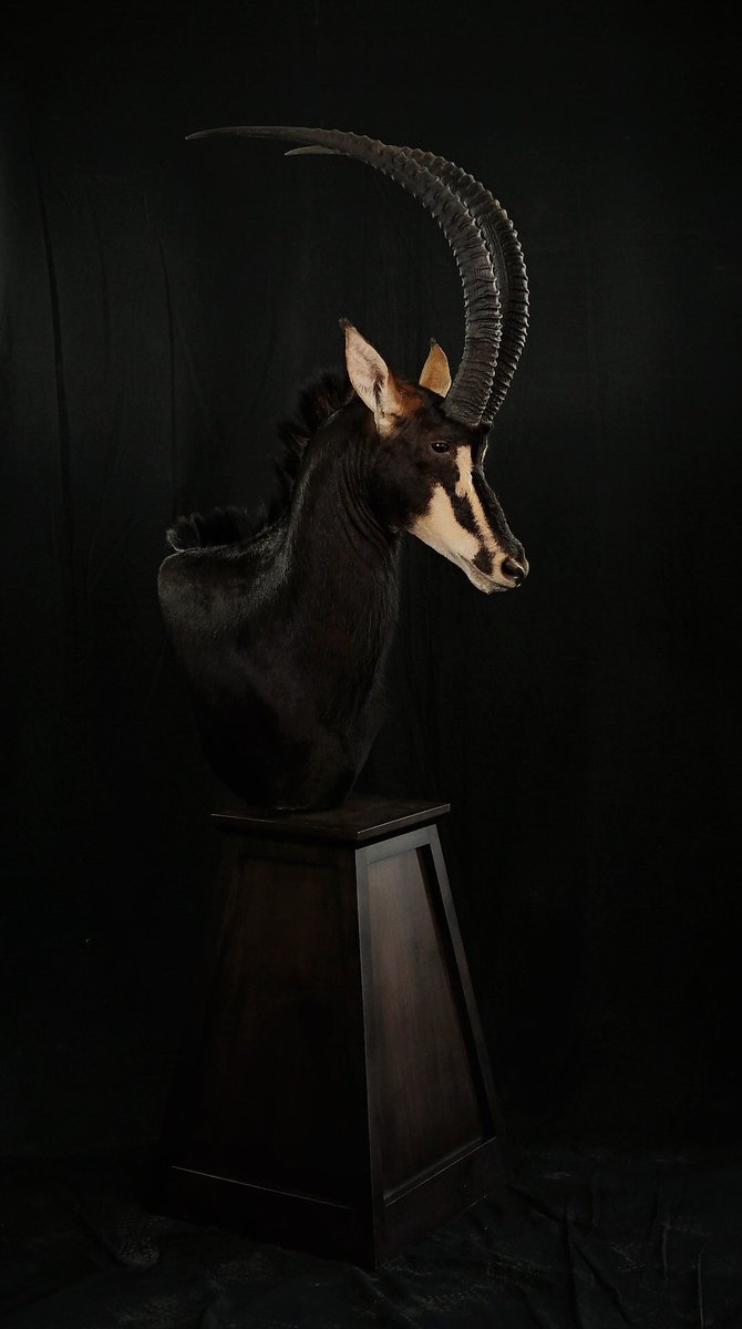 Photo 196 - Sable Pedestal