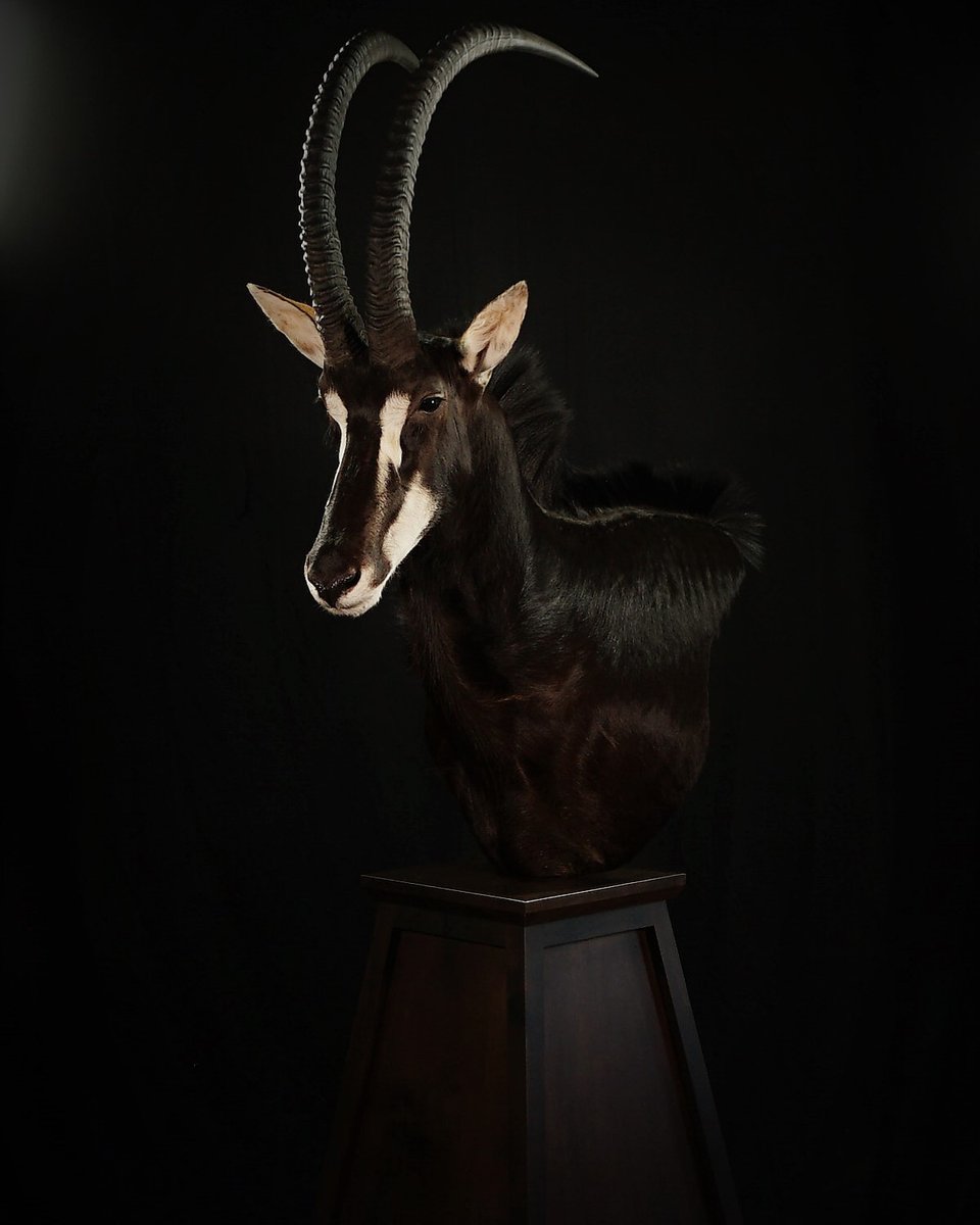 Photo 197 - Sable Pedestal