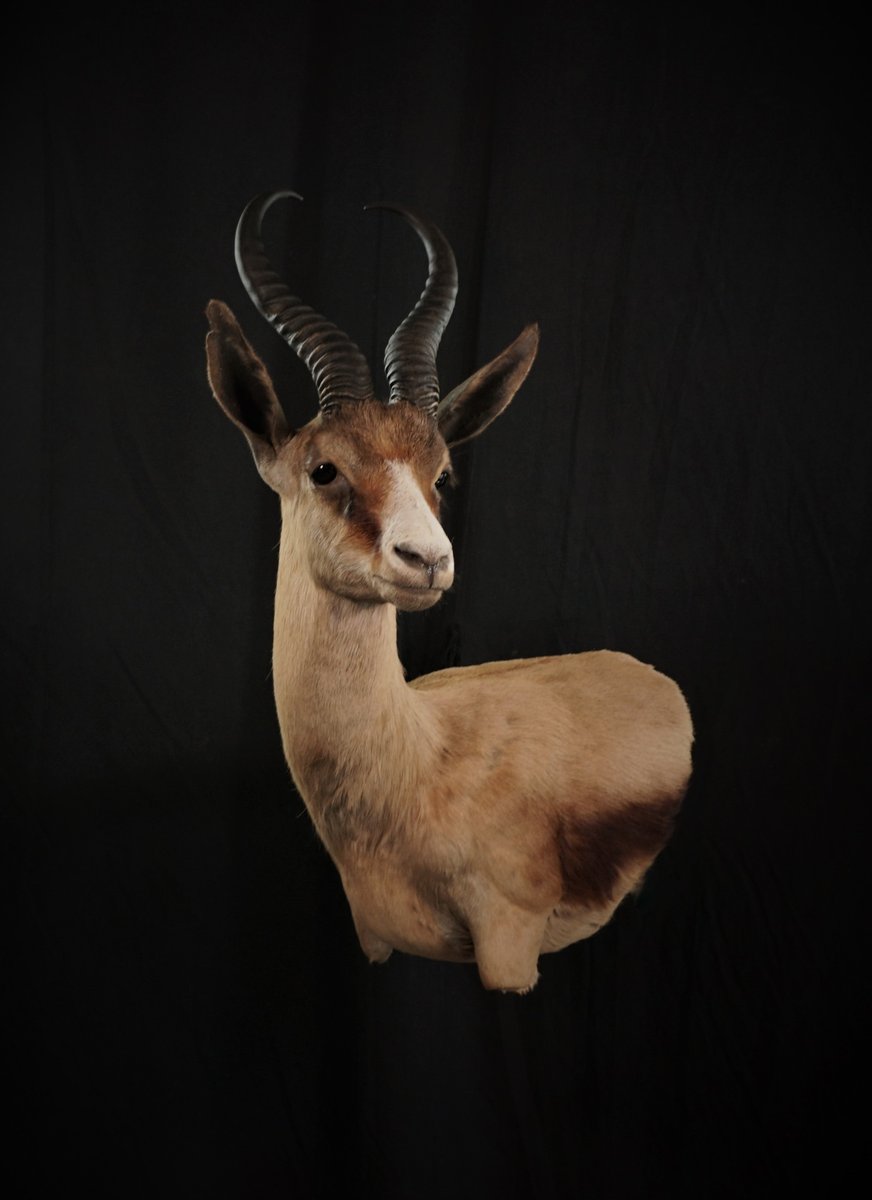 Photo 199 - copper Springbok Wall Pedestal