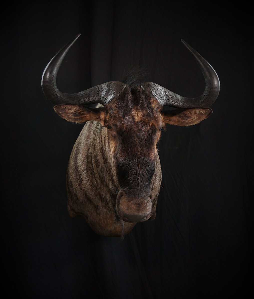 Photo 201 - Blue Wildebeest Shoulder Mount