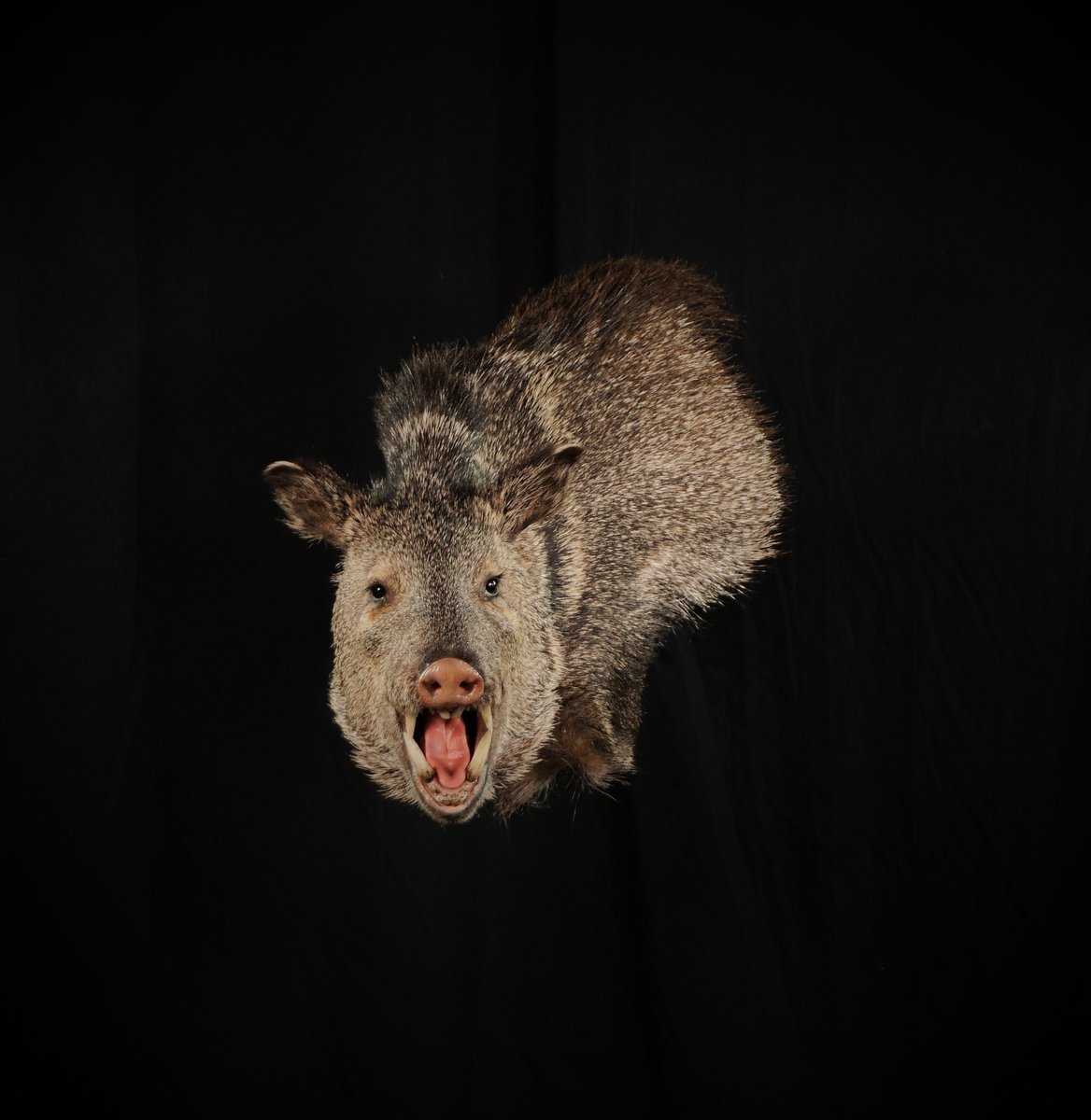 Photo 202 - javelina