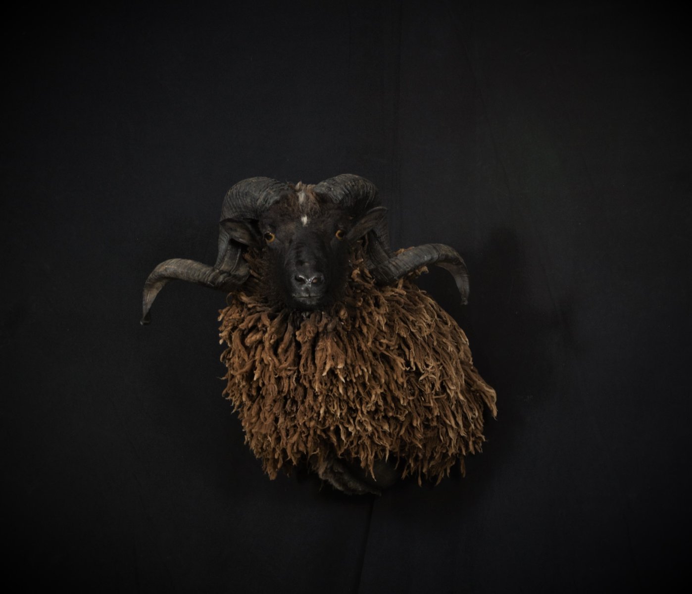 Photo 204 - Arapawa Sheep