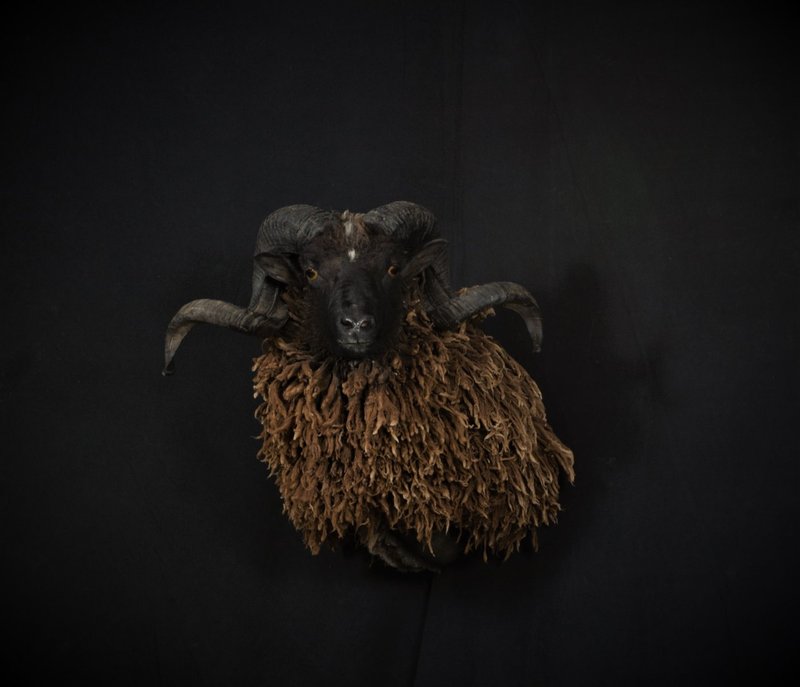 Photo 204 - Arapawa Sheep