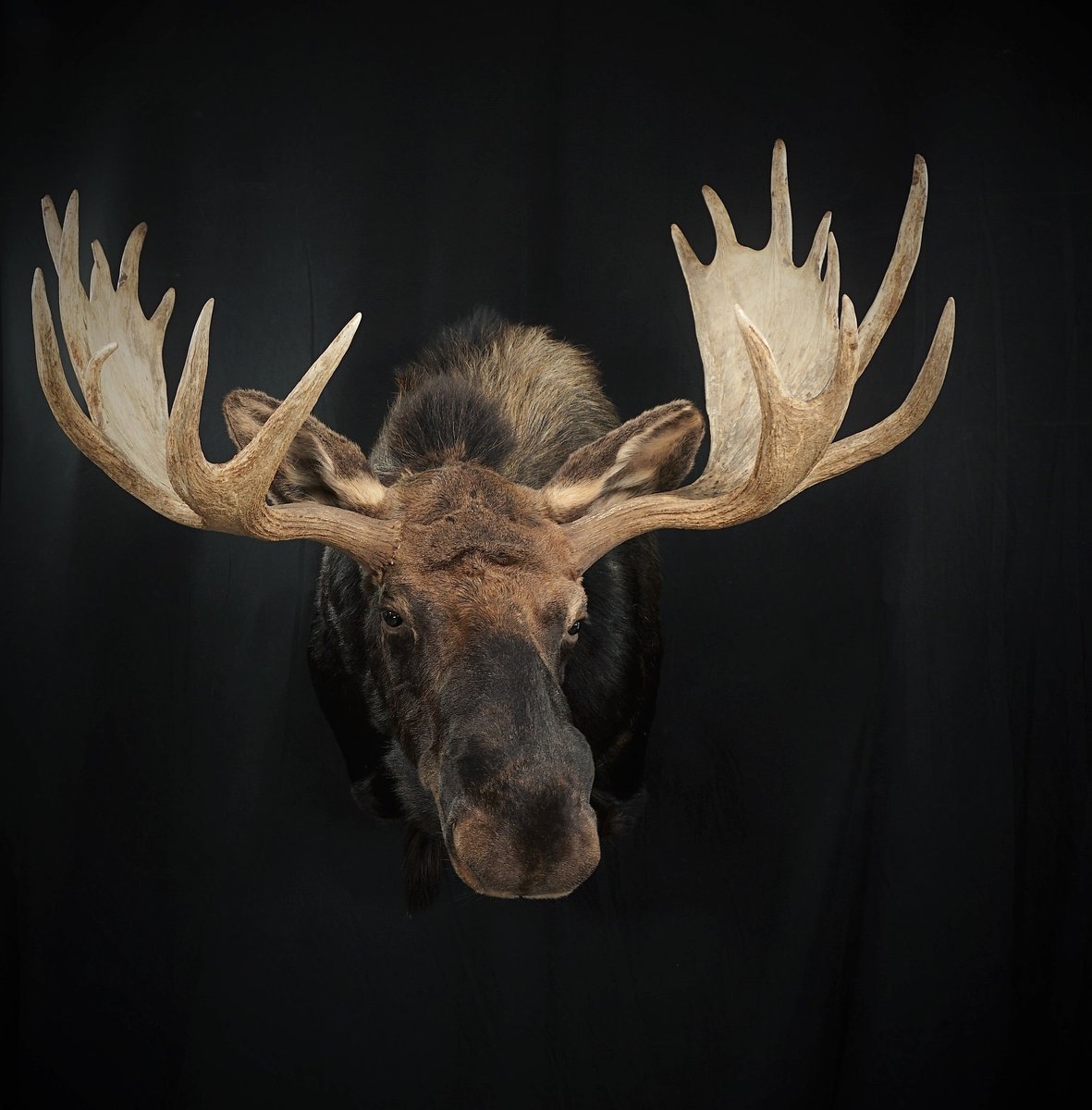 Photo 205 - Moose Shoulder Mount