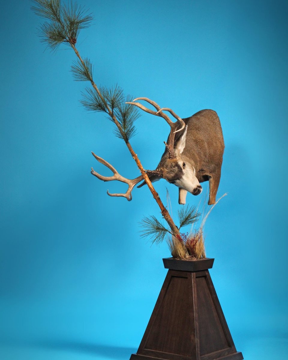 Photo 207 - Mule Deer Pedestal