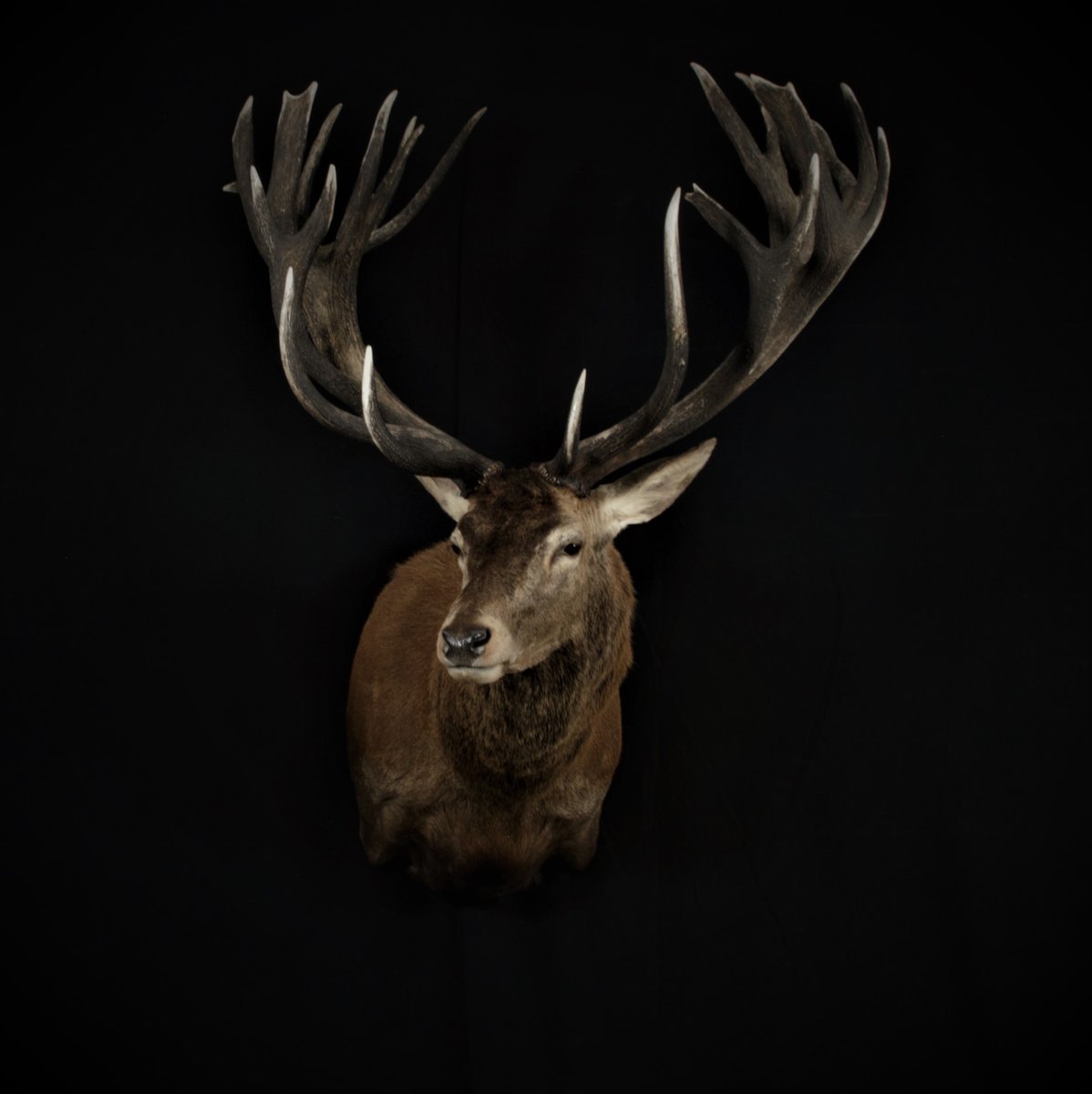 Photo 216 - Red Stag Shoulder Mount
