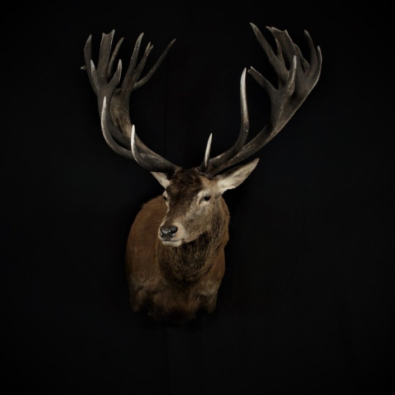 Photo 216 - Red Stag Shoulder Mount