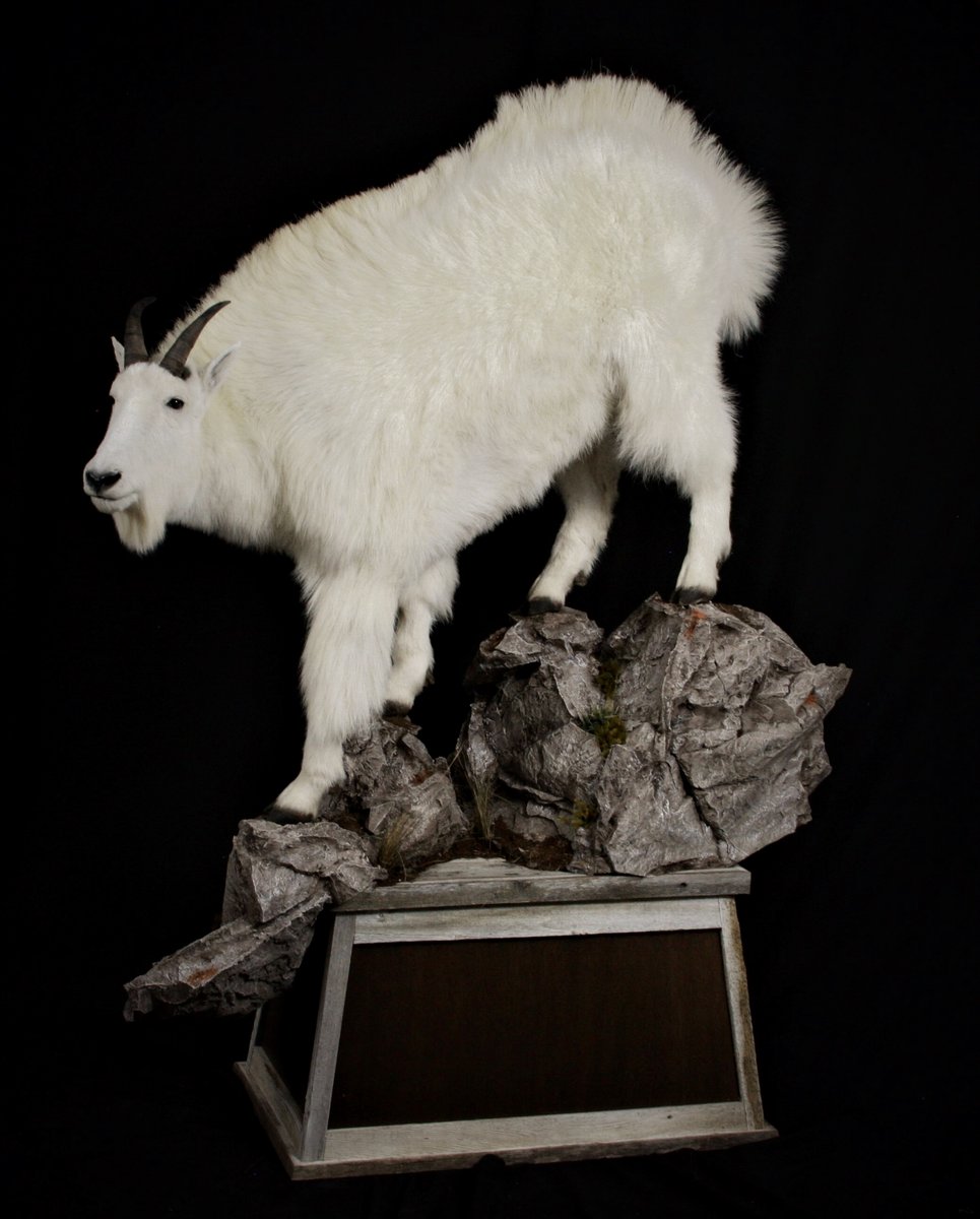 Photo 217 - Mountain Goat Life Size