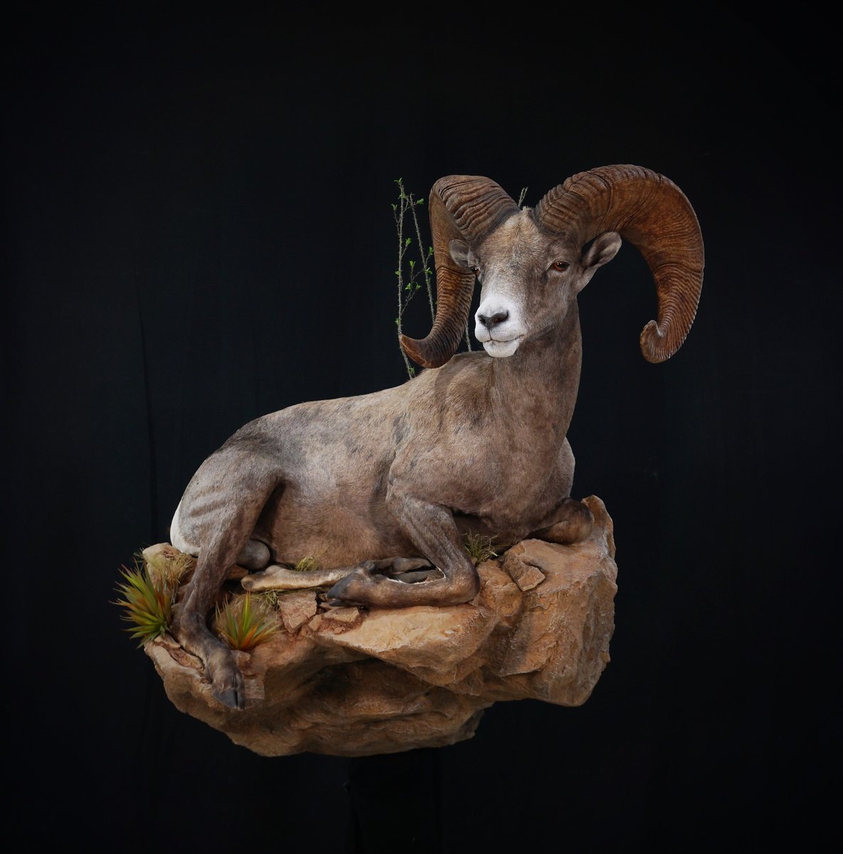 Photo 218 - Life Size Desert Sheep