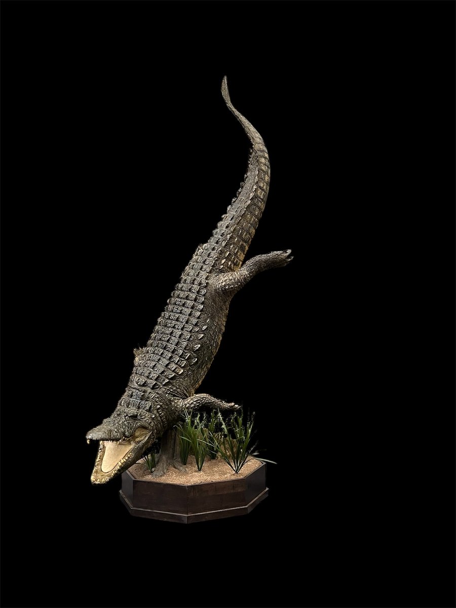 Photo 22 - Crocodile 1