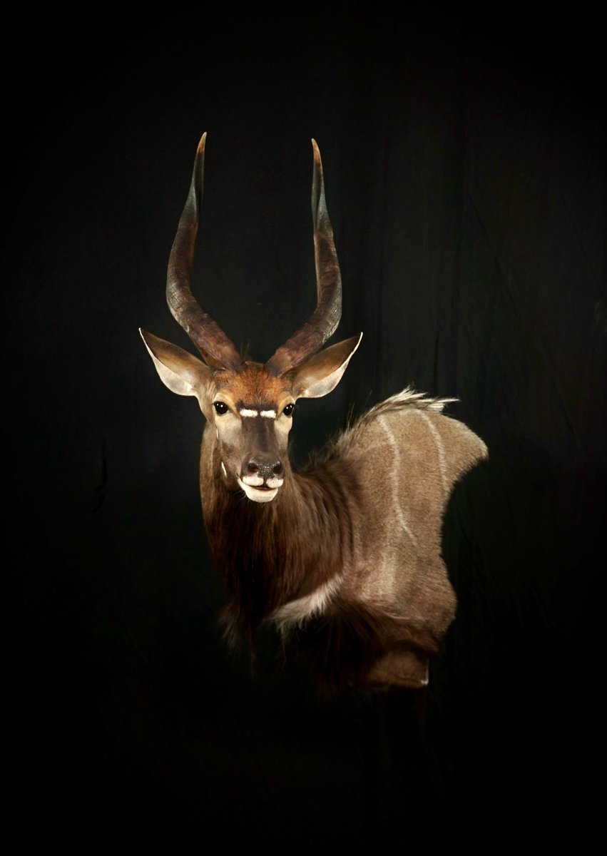 Photo 221 - Nyala Wall Pedestal