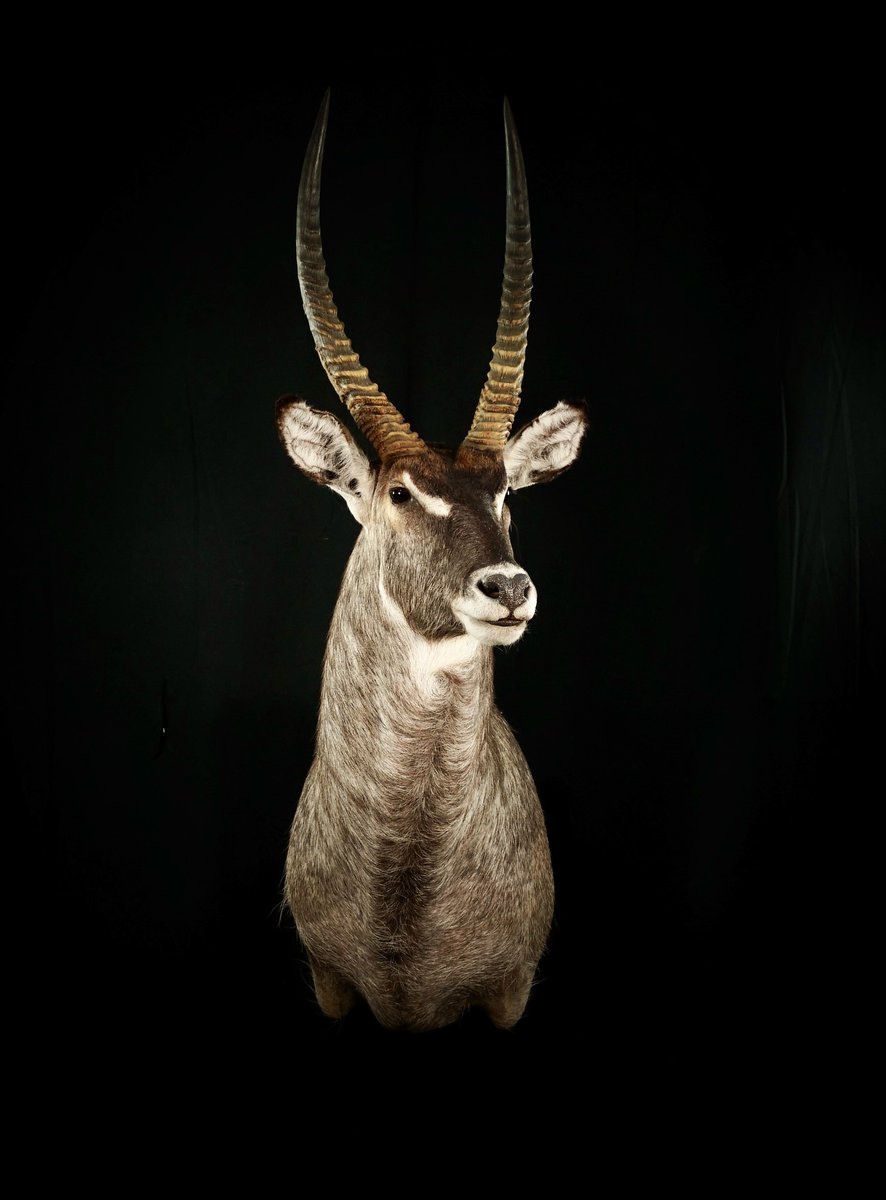Photo 222 - Water buck