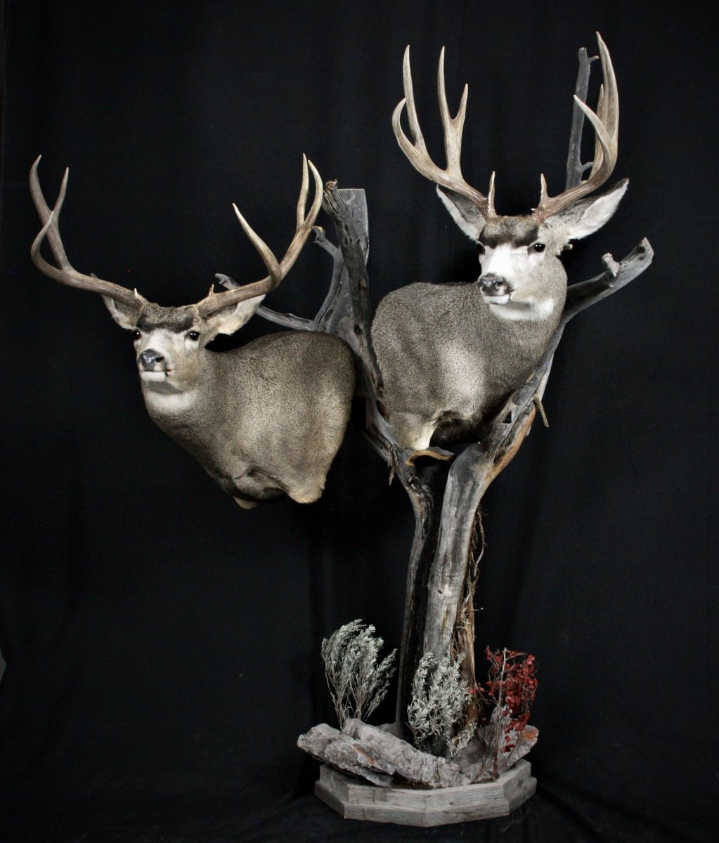 Photo 223 - Mule Deer Pedestal