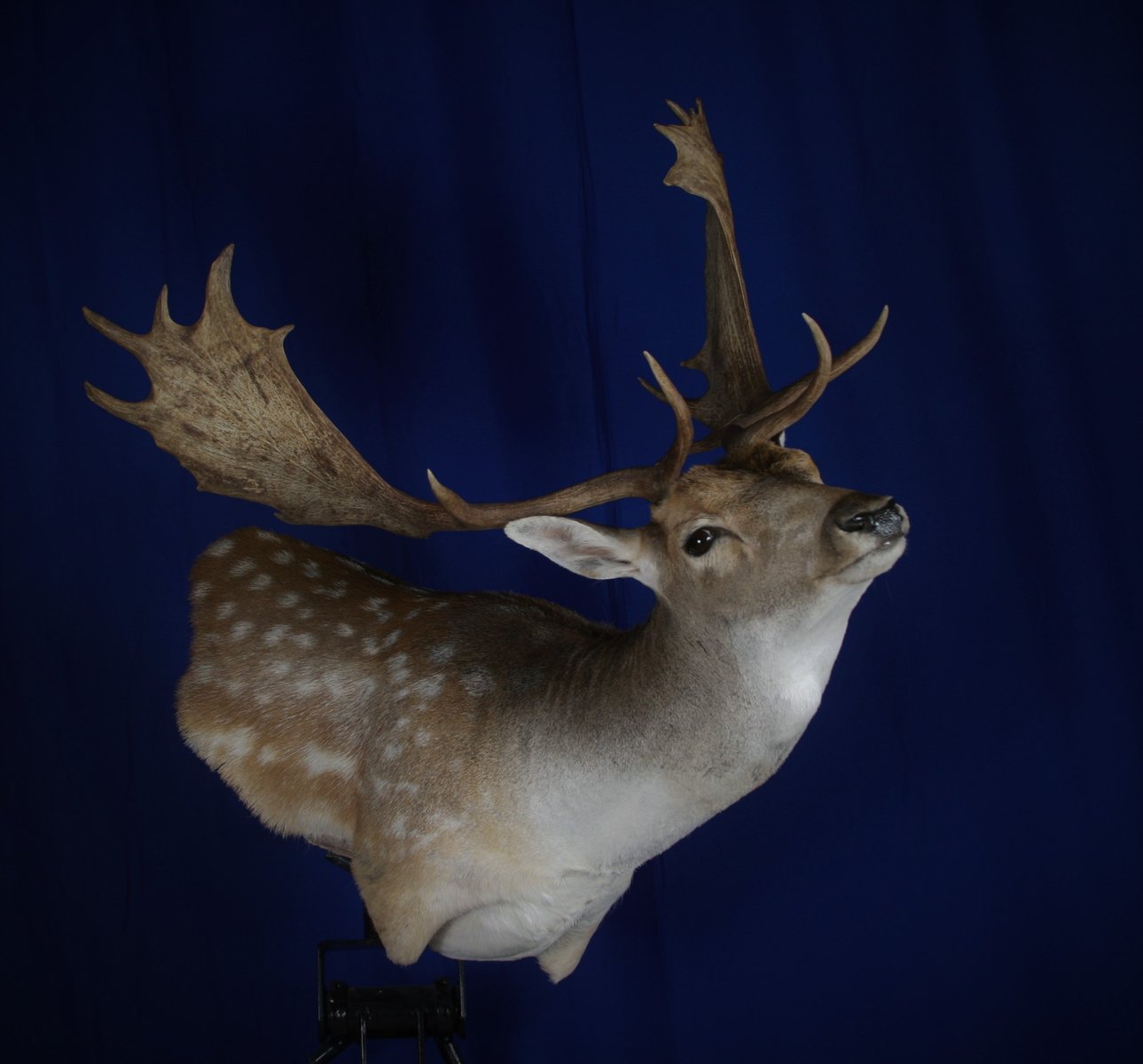 Photo 224 - Fallow Deer Wall Pedestal