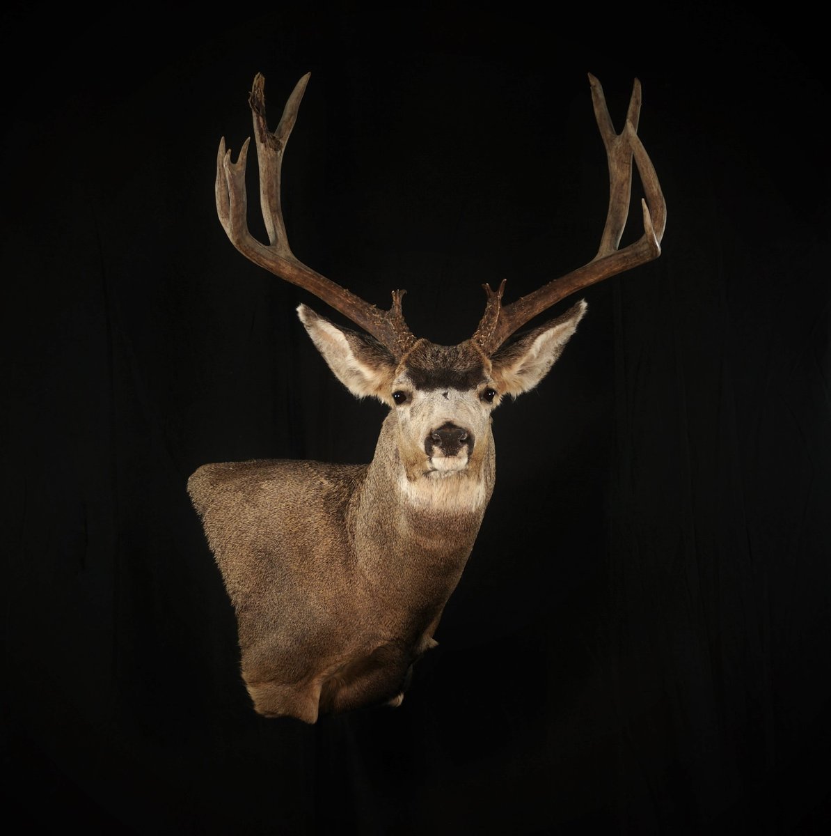 Photo 226 - Mule Deer Wall Pedestal