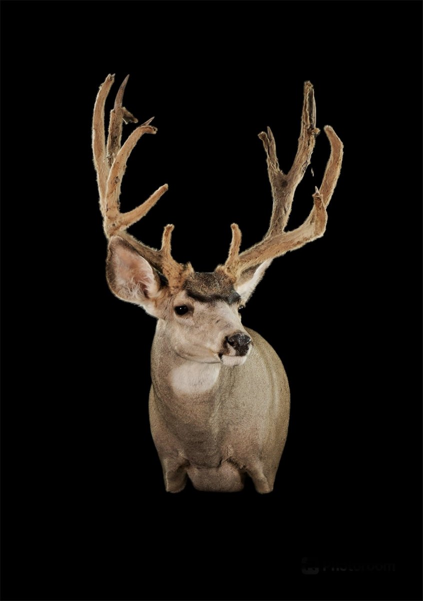 Photo 227 - Mule Deer Shoulder Mount