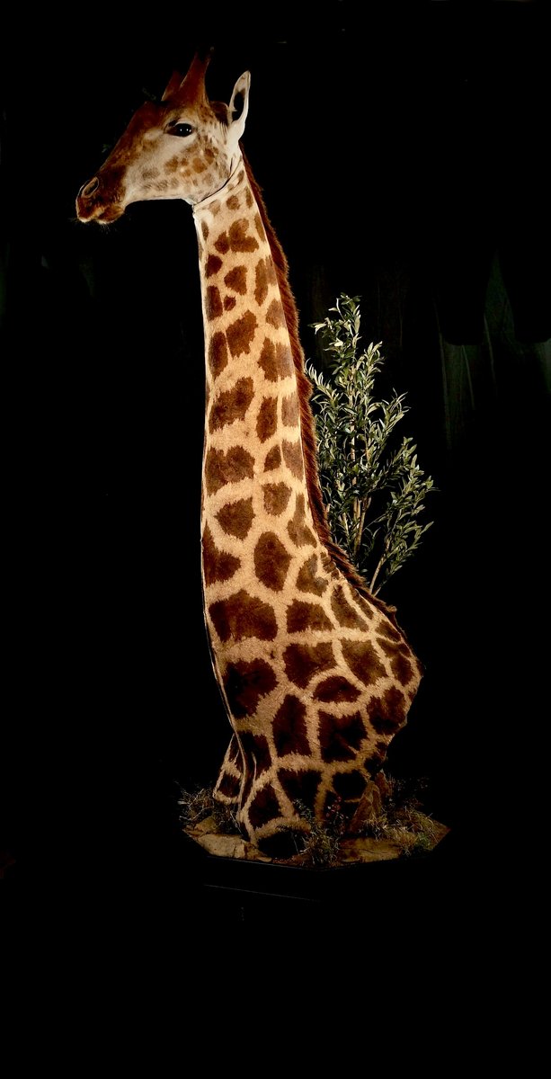 Photo 228 - Giraffe Pedestal