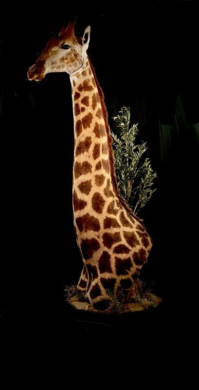 Photo 228 - Giraffe Pedestal