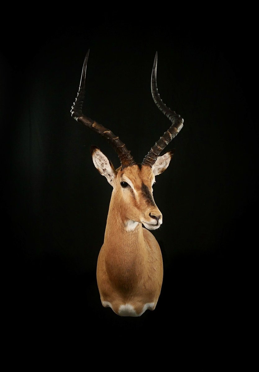 Photo 229 - Impala Shoulder Mount