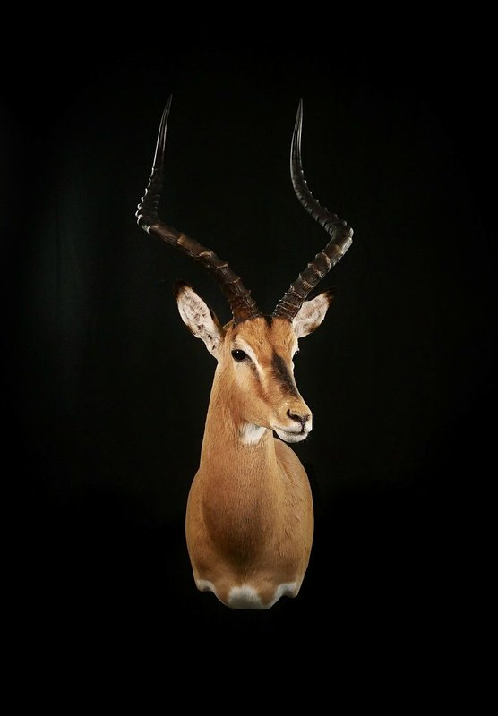 Photo 229 - Impala Shoulder Mount