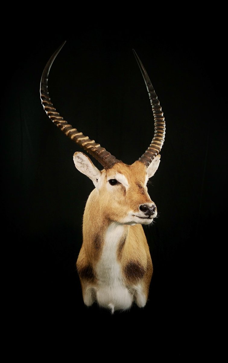 Photo 230 - Red Letchwe Shoulder Mount
