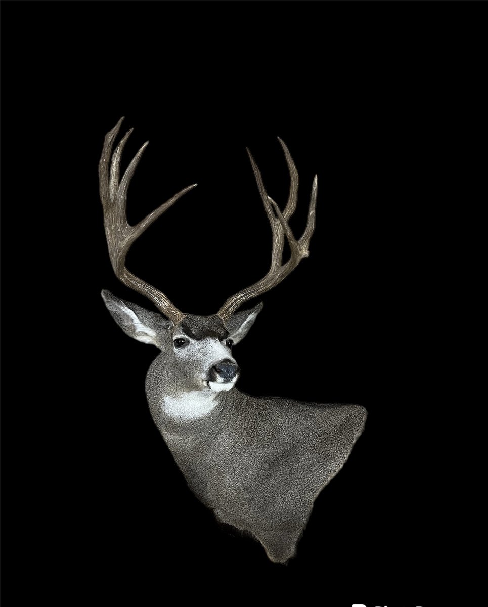 Photo 233 - Mule Deer Wall Pedestal