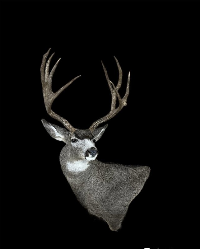 Photo 233 - Mule Deer Wall Pedestal