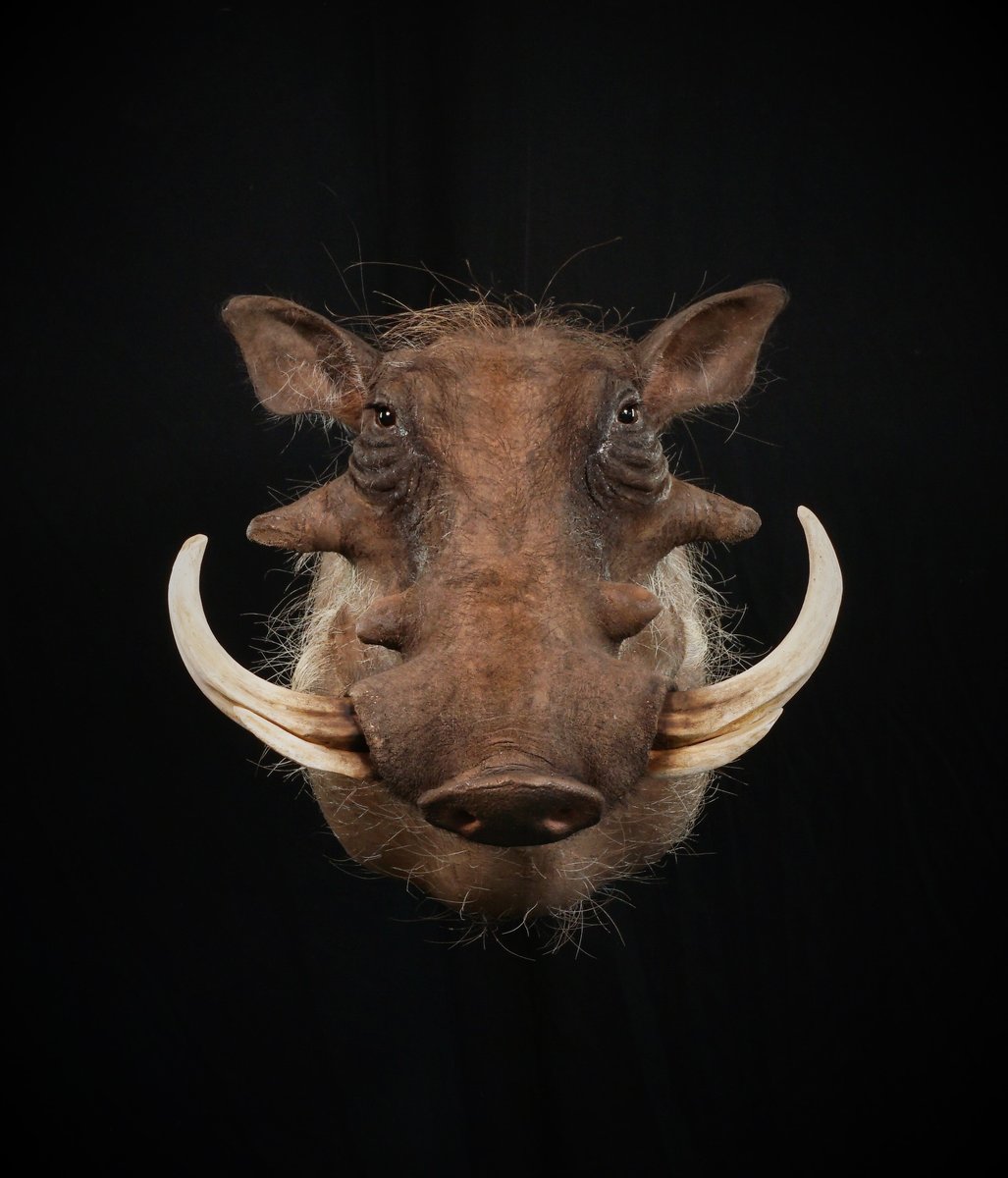 Photo 234 - Warthog Shoulder Mount