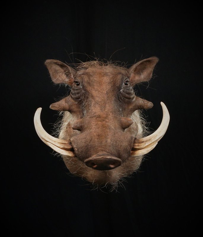 Photo 234 - Warthog Shoulder Mount